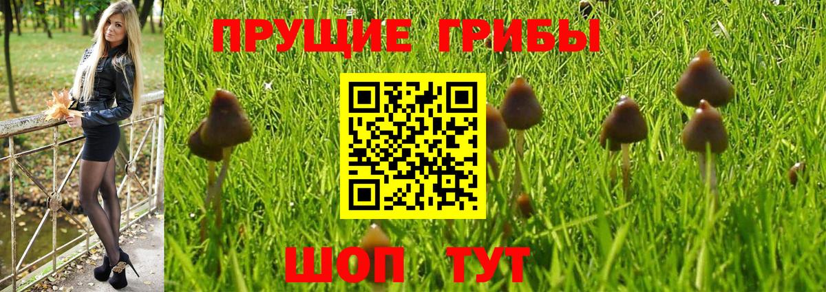 Галлюциногенные грибы мицелий  сколько стоит  Фрязино  Вход с VPN 